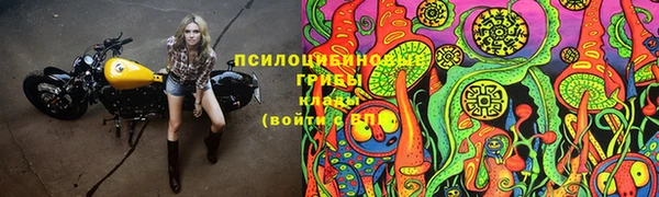 гашик Алексин